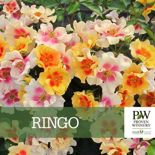 Preview of Ringo™ Rose Benchcard PDF