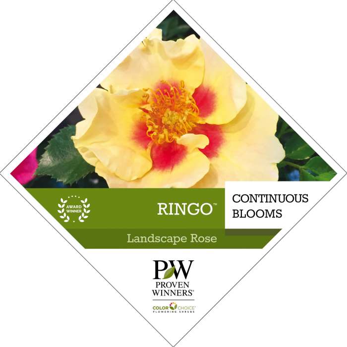 Preview of Ringo™ Rose Plant Tag PDF