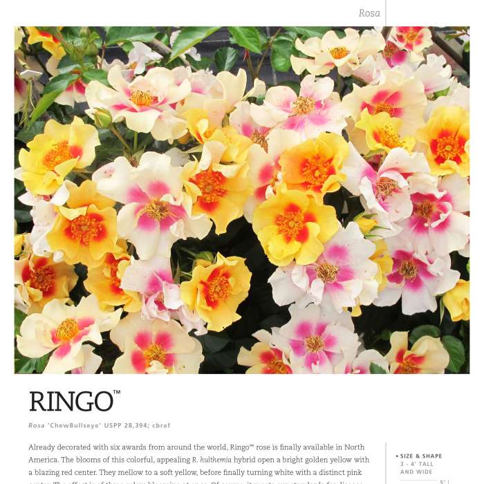 Preview of Ringo™ Rosa Spec Sheet PDF