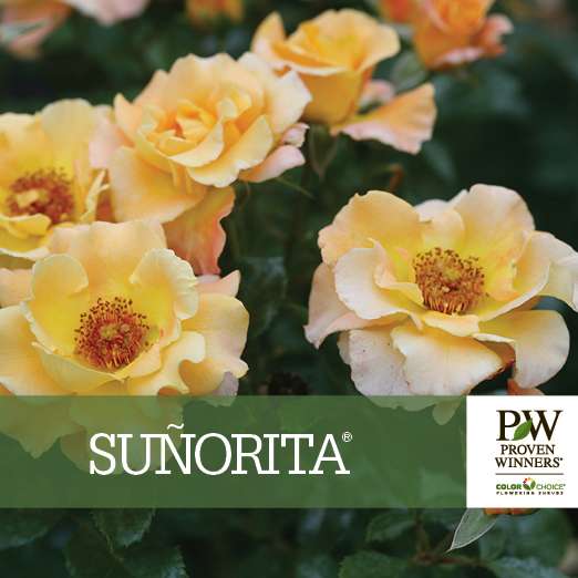 Preview of Sunorita® Rose Benchcard PDF