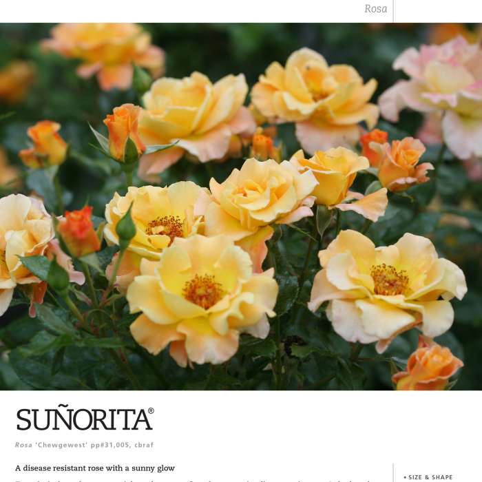 Preview of Suñorita® Rose Spec Sheet PDF