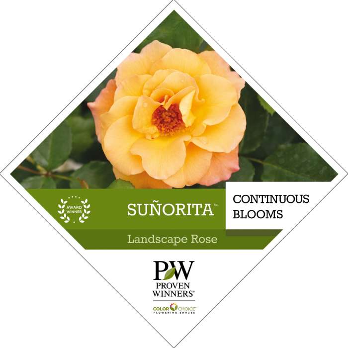Preview of Suñorita® Rosa Tag PDF