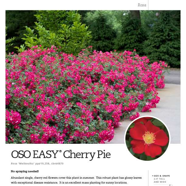 Oso Easy® Cherry Pie Rosa Spec Sheet - Spring Meadow Nursery