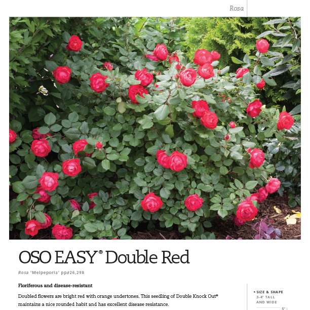 Preview of Oso Easy Double Red® Rosa Spec Sheet PDF