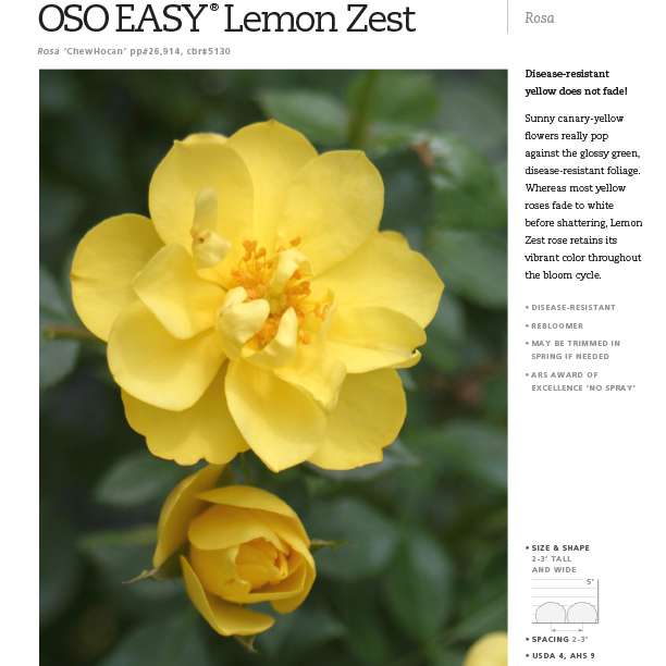 Preview of Oso Easy Lemon Zest™ Rosa Spec Sheet PDF