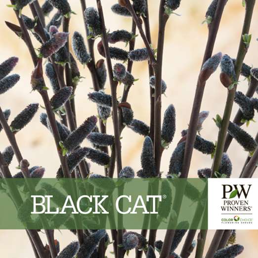 Preview of Black Cat® Salix Benchcard PDF