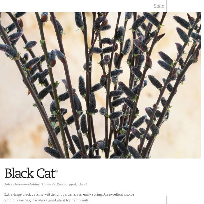 Preview of Black Cat® Salix Spec Sheet PDF