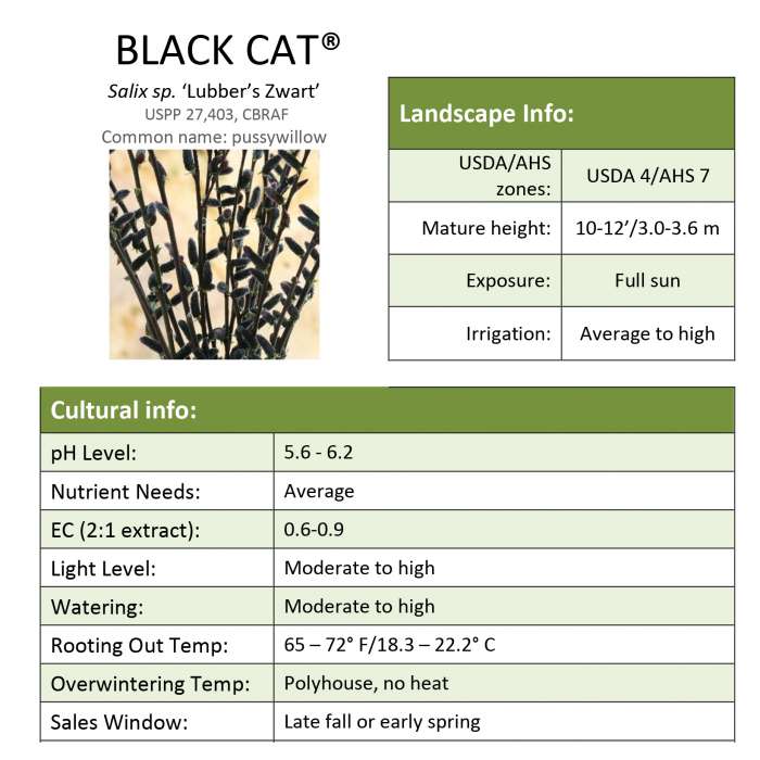 Preview of Black Cat® Salix Grower Sheet PDF