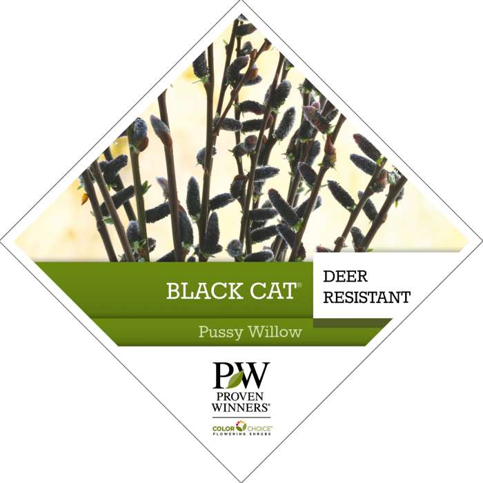 Preview of Black Cat® Salix Tag PDF