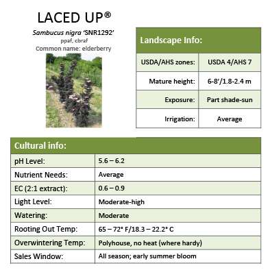 Preview of  Laced Up® Sambucus Grower Sheet PDF