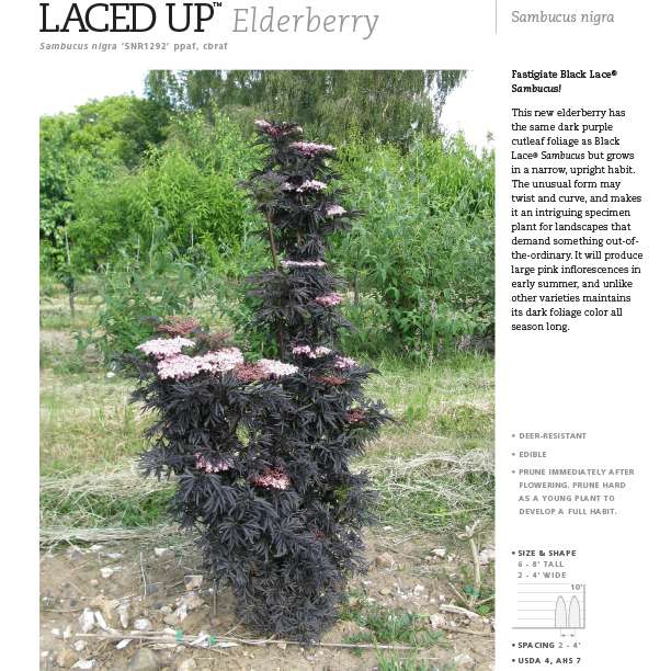 Preview of  Laced Up® Sambucus Spec Sheet PDF