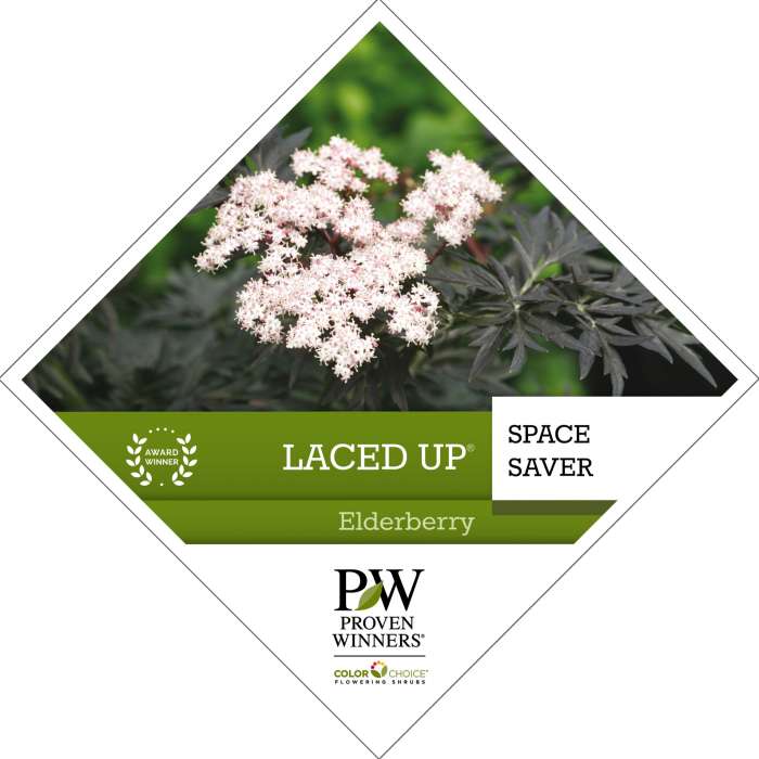 Preview of Laced Up® Sambucus Tag PDF