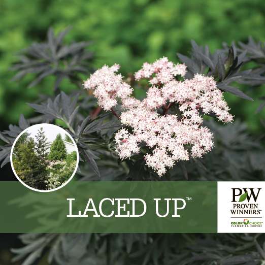 Preview of  Laced Up® Sambucus Benchcard PDF