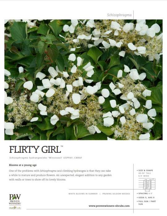 Preview of Flirty Girl™ Schizophragma spec sheet PDF