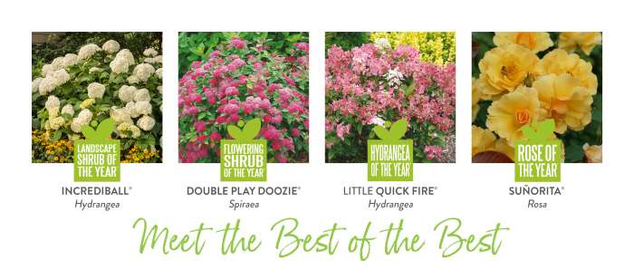 Preview of 2022 Shrubs of the Year Growing Guide PDF