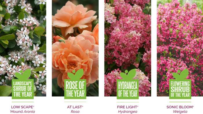 Preview of 2019 Shrubs of the Year Grower’s Guide PDF