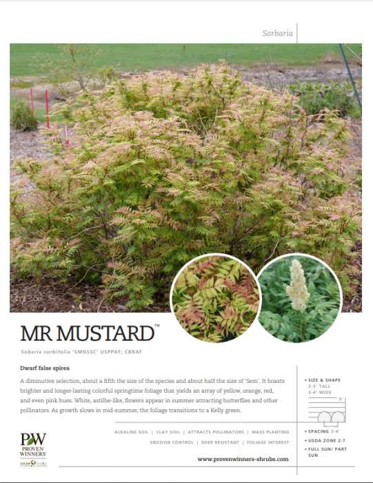 Preview of Mr. Mustard™ Sorbaria spec sheet PDF