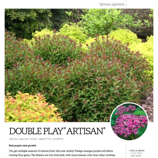 Preview of Double Play® Artisan® Spiraea Spec Sheet PDF