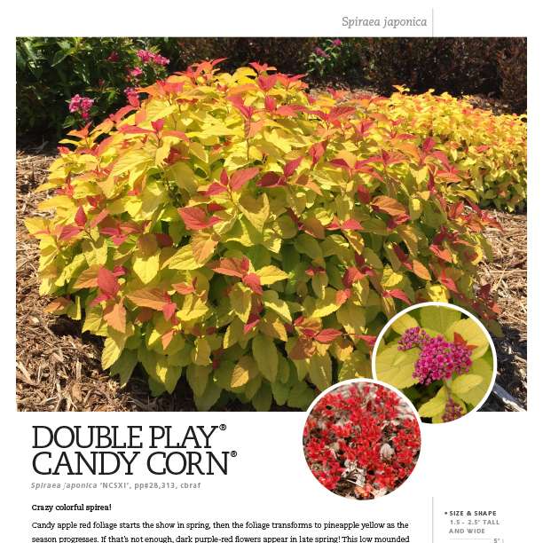 Preview of Double Play® Candy Corn® Spiraea Spec Sheet PDF