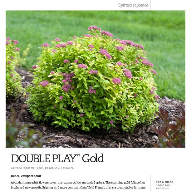 Preview of  Double Play® Gold Spiraea Spec Sheet PDF