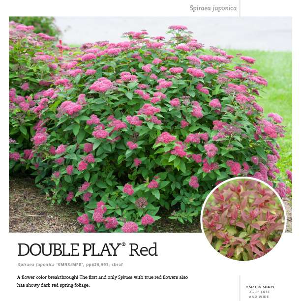 Preview of Double Play® Red Spiraea Spec Sheet PDF