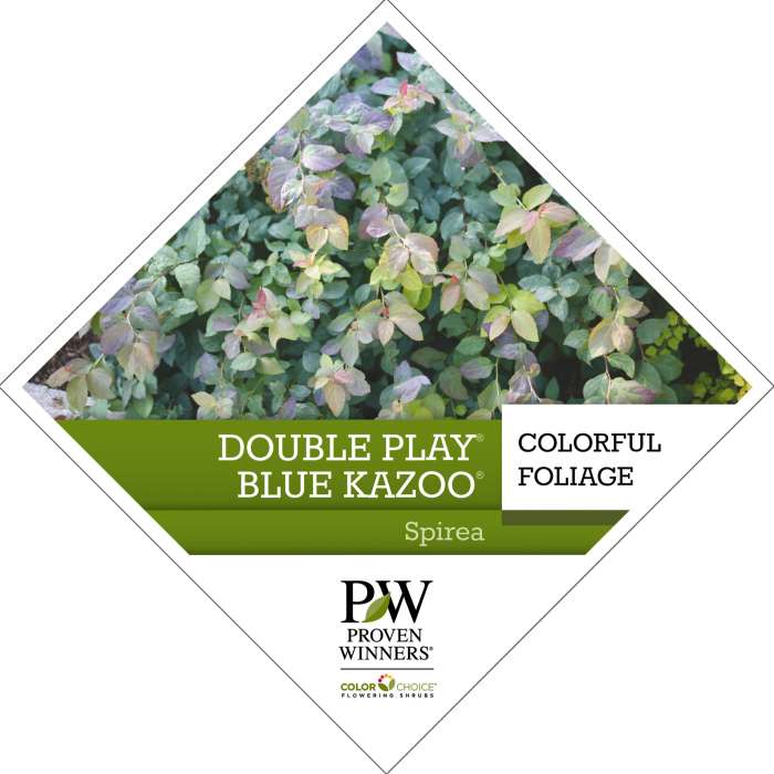 Preview of Double Play® Blue Kazoo® Spiraea Tag PDF