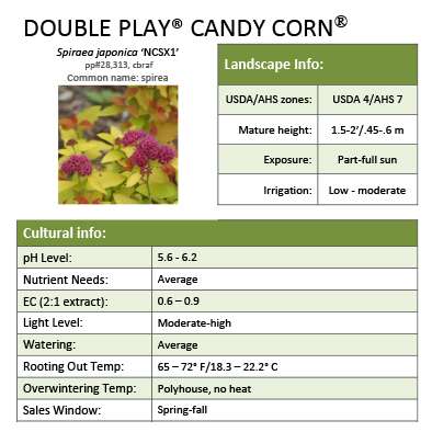 Preview of Double Play® Candy Corn® Spiraea Grower Sheet PDF