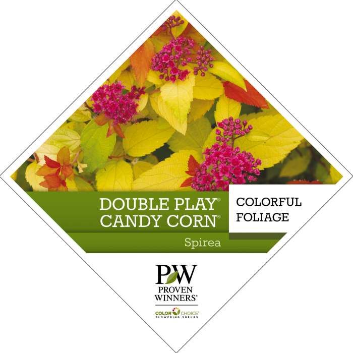 Preview of Double Play® Candy Corn® Spiraea Tag PDF