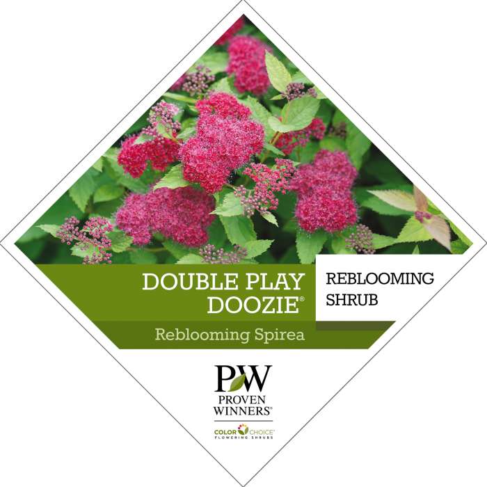 Preview of Double Play Doozie® Spiraea Tag PDF