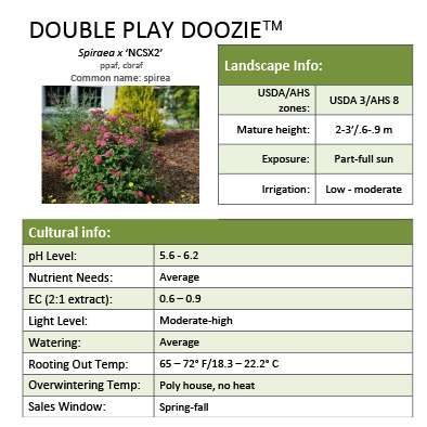 Preview of  Double Play Doozie® Spiraea Grower Sheet PDF