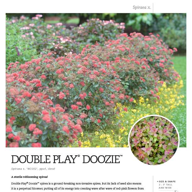 Preview of  Double Play Doozie® Spiraea Spec Sheet PDF