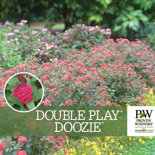 Preview of Double Play Doozie® Spiraea Benchcard   PDF