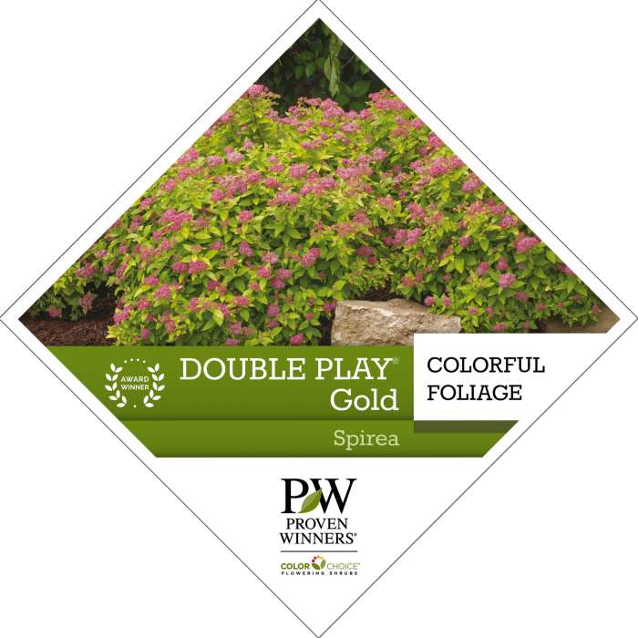Preview of Double Play® Gold Spiraea Tag PDF