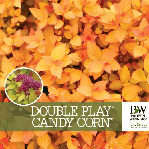 Preview of Double Play® Candy Corn® Spiraea Benchcard PDF