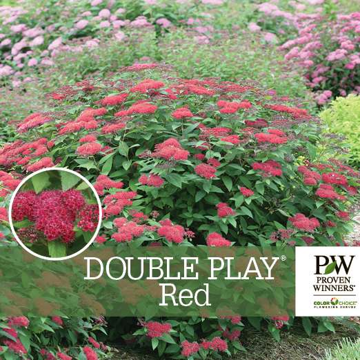 Preview of Double Play® Red Spiraea Benchcard PDF