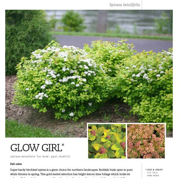 Preview of Glow Girl® Spiraea Spec Sheet PDF