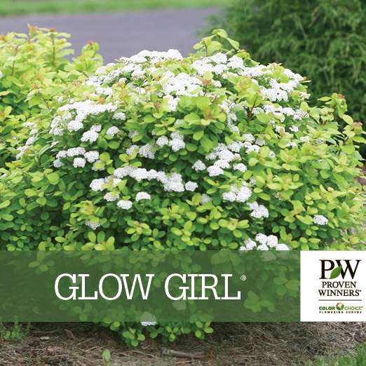 Preview of Glow Girl® Spiraea Benchcard PDF