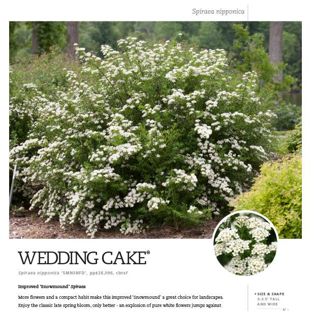 Preview of Wedding Cake® Spiraea Spec Sheet PDF