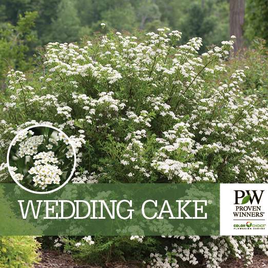 Preview of Wedding Cake® Spiraea Benchcard PDF