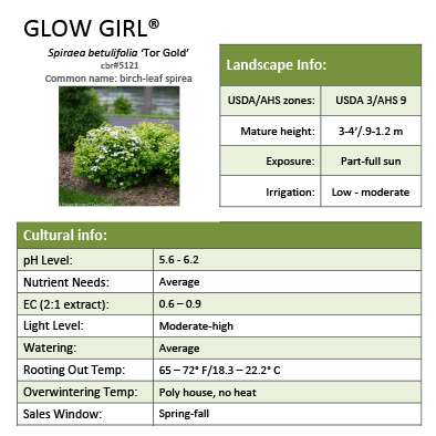 Preview of Glow Girl® Spiraea Grower Sheet PDF