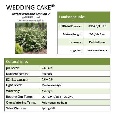 Preview of Wedding Cake® Spiraea Grower Sheet PDF