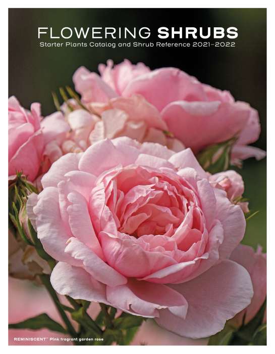 Preview of 2022 Spring Meadow Catalog - Digital edition PDF