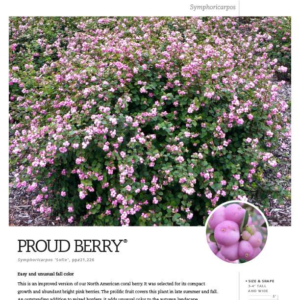 Preview of Proud Berry® Symphoricarpos Spec Sheet PDF