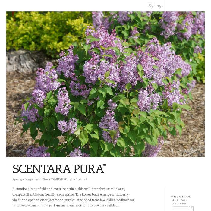 Preview of Scentara Pura® Syringa Spec Sheet PDF
