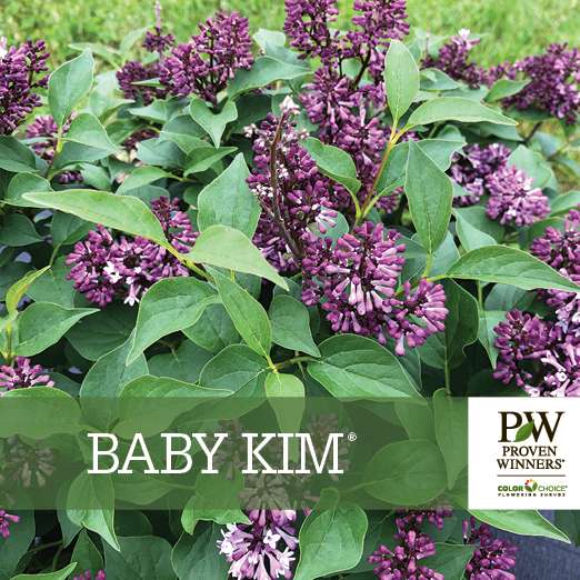 Preview of Baby Kim® Syringa Benchcard PDF