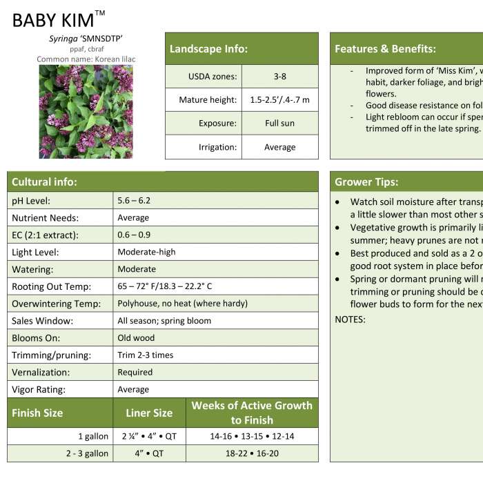 Preview of Baby Kim® Lilac Grower Sheet PDF