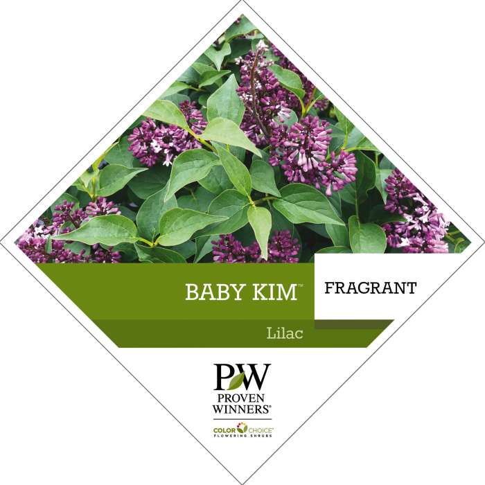 Preview of Baby Kim® Syringa tag PDF