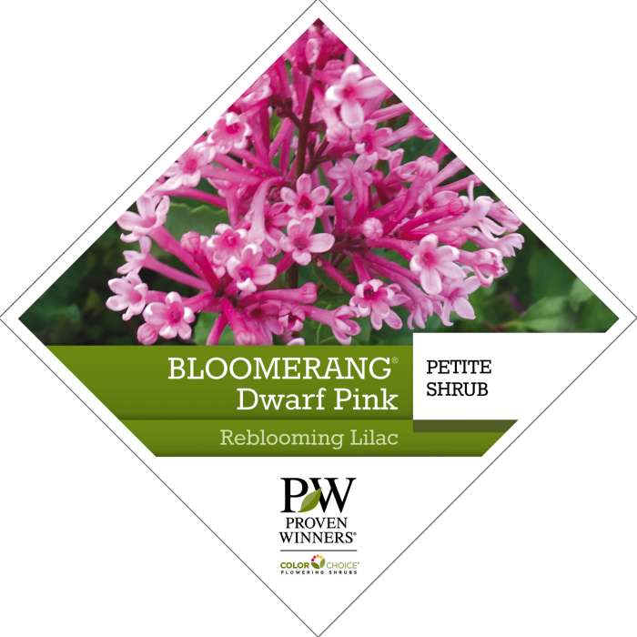 Preview of Bloomerang® Dwarf Pink Syringa Tag PDF