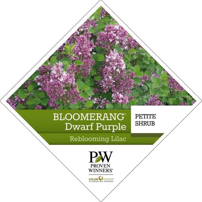 Preview of Bloomerang® Dwarf Purple Syringa Tag PDF