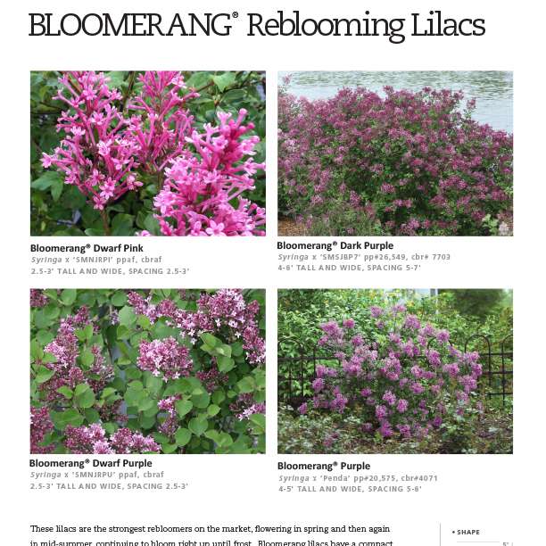 Preview of Bloomerang® Syringa Series Spec Sheet PDF